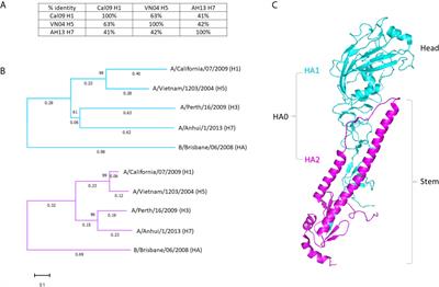 Frontiers Administration Of Multivalent Influenza Virus Recombinant